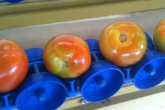 tomate01